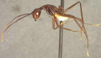 Media type: image;   Entomology 22955 Aspect: habitus lateral view